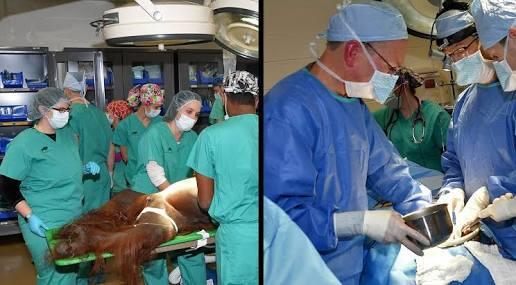 Pertama Di Dunia Badak Jalani CT Scan Di Kebun Binatang