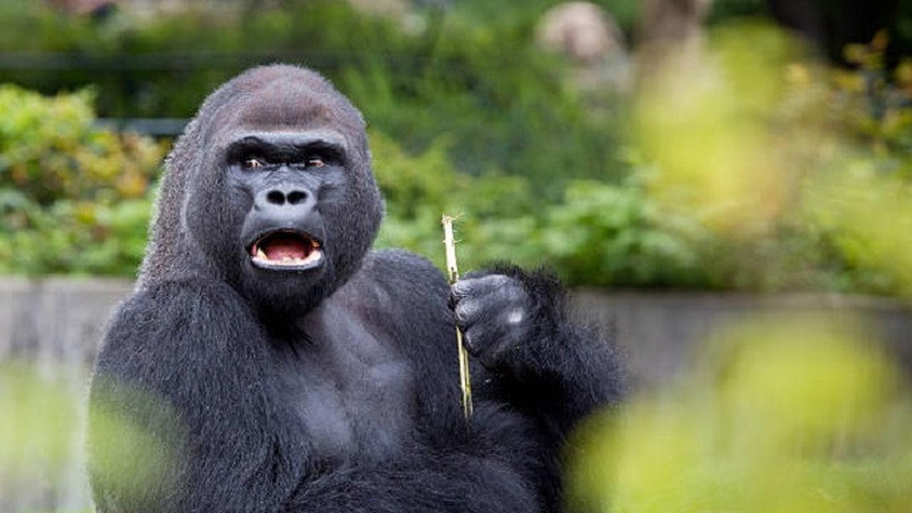 Korek Kuping hingga Upil Gorila, Ini 5 Permen Paling Aneh di Dunia