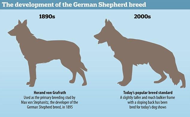 Purebred Dog vs Mongrel. Which One Will You Choose?