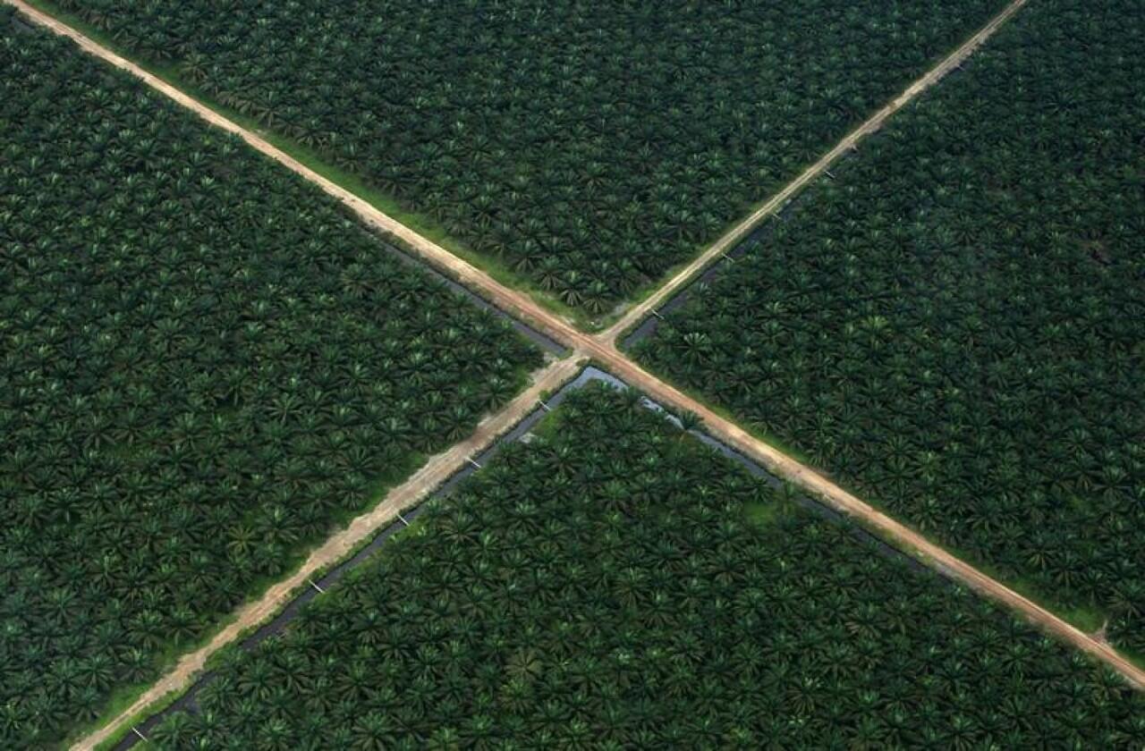 Perkebunan Kelapa Sawit dan Frekuensi Kepekaan Kita