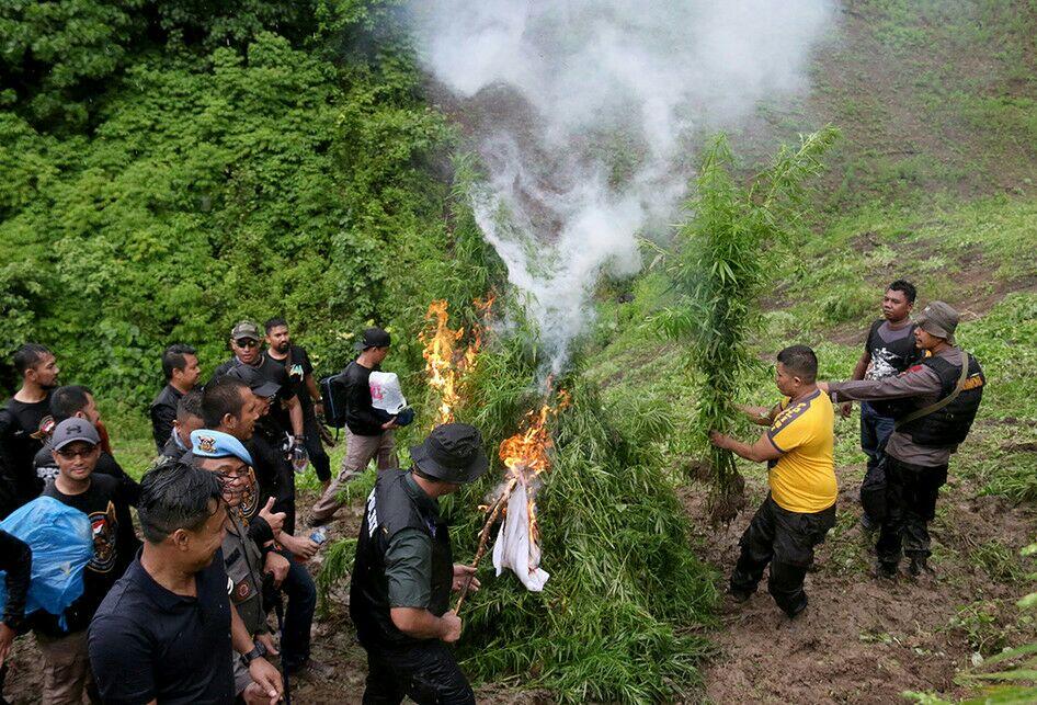 Ribuan Batang Ganja di Lahan 9 Hektar di Aceh Dimusnahkan