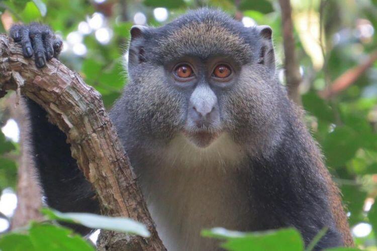 Maniak Seks, Monyet Tanzania Berhubungan dengan Spesies Berbeda