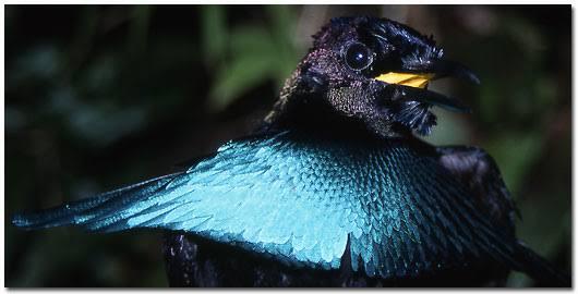 Dikira Sama Burung Cenderawasih Spesies Baru Ini Punya Banyak Pembeda