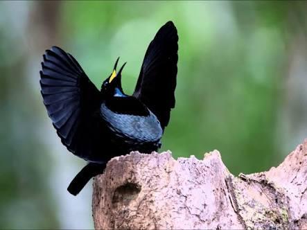 Dikira Sama Burung Cenderawasih Spesies Baru Ini Punya Banyak Pembeda