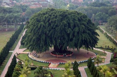 Syerem.5 Pohon Yang Di Sukai Makhluk Halus