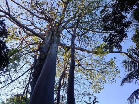 Syerem.5 Pohon Yang Di Sukai Makhluk Halus