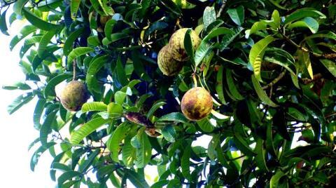 Syerem.5 Pohon Yang Di Sukai Makhluk Halus