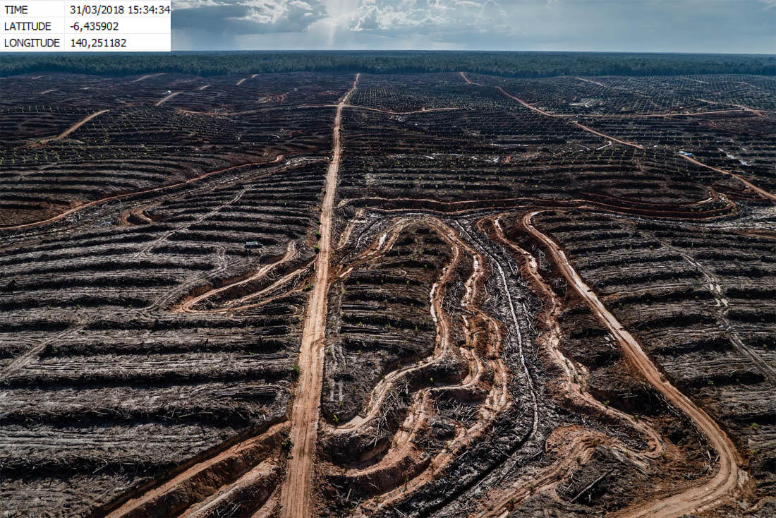 Greenpeace : Perusahaan Sawit Malaysia Babat Hutan Tropis di Papua