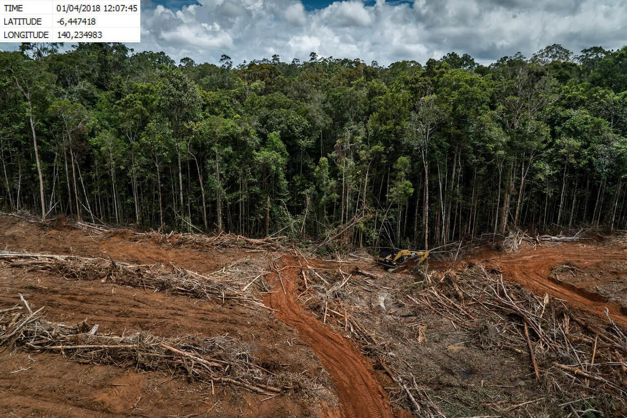 Greenpeace : Perusahaan Sawit Malaysia Babat Hutan Tropis di Papua