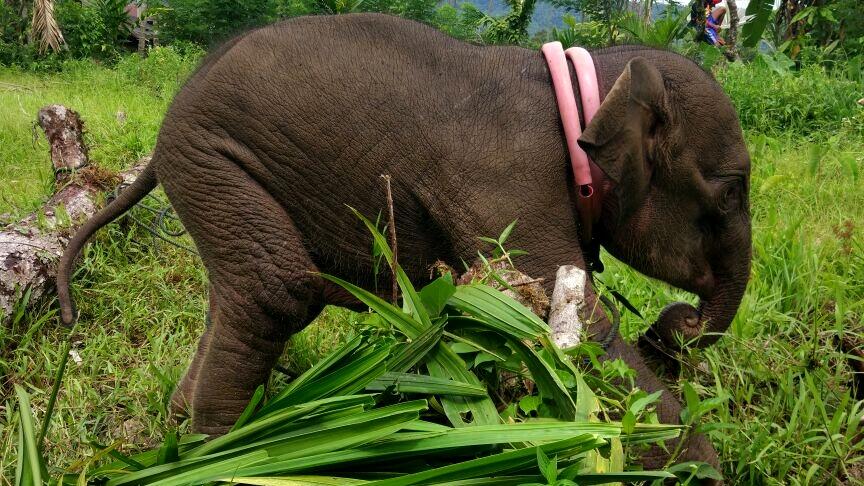 Kaki Gajah Berumur 1 Tahun Nyaris Putus Akibat Terkena Jerat di Aceh