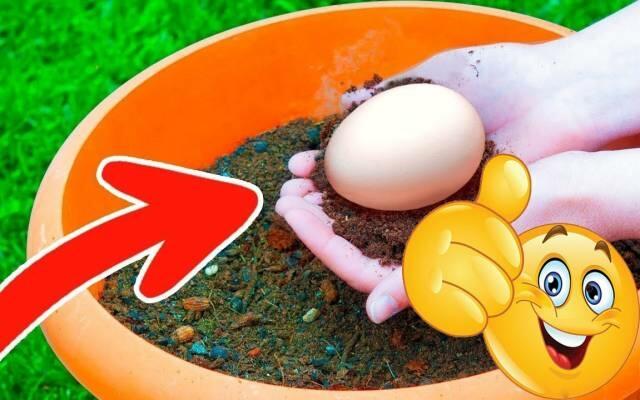 Taruh Telur ke Dalam Pot Bunga, Lihat Apa yang Terjadi! Sungguh Menakjubkan