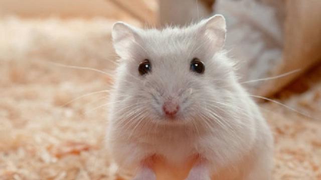 Ayam hingga Hamster, 5 Hewan Jinak Ini Ternyata Bisa Membunuh Manusia