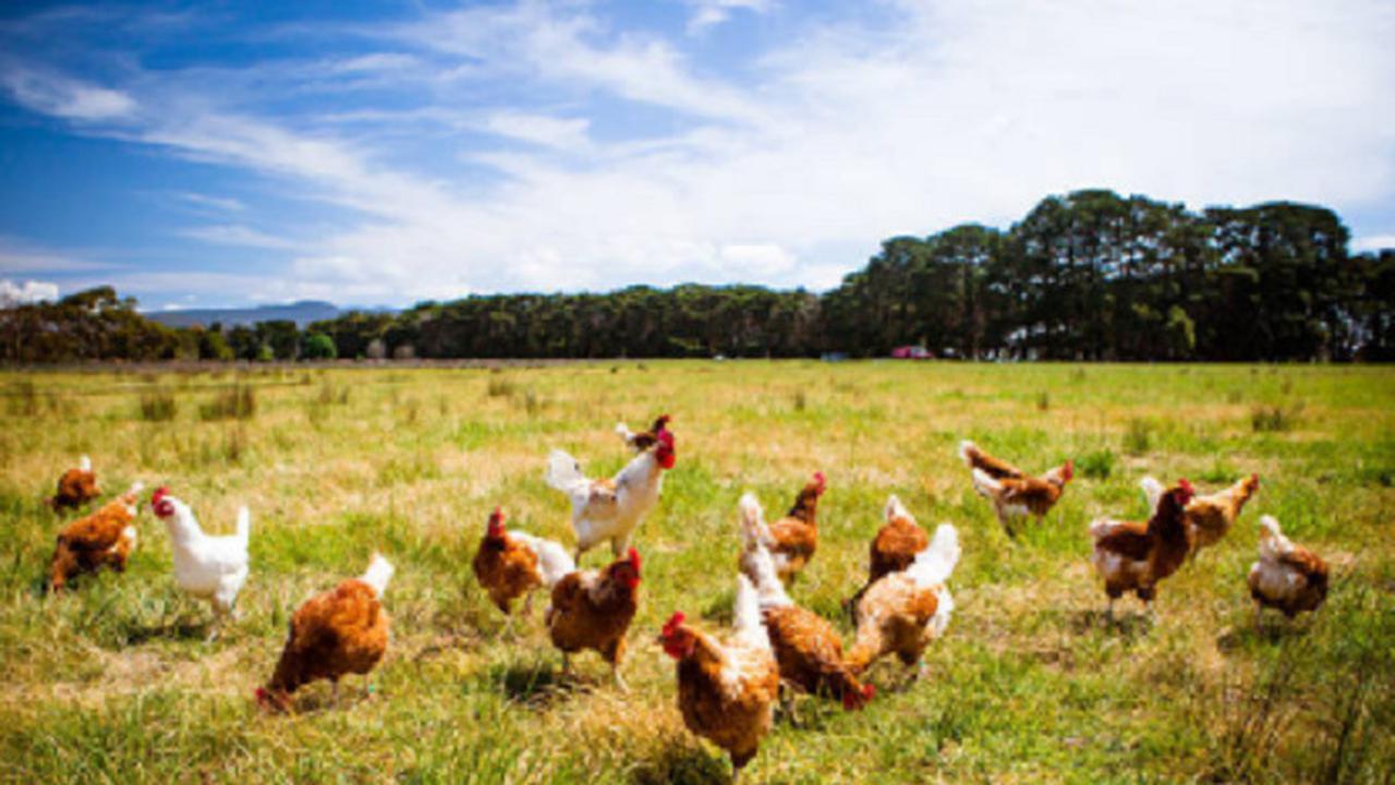 Ayam hingga Hamster, 5 Hewan Jinak Ini Ternyata Bisa Membunuh Manusia