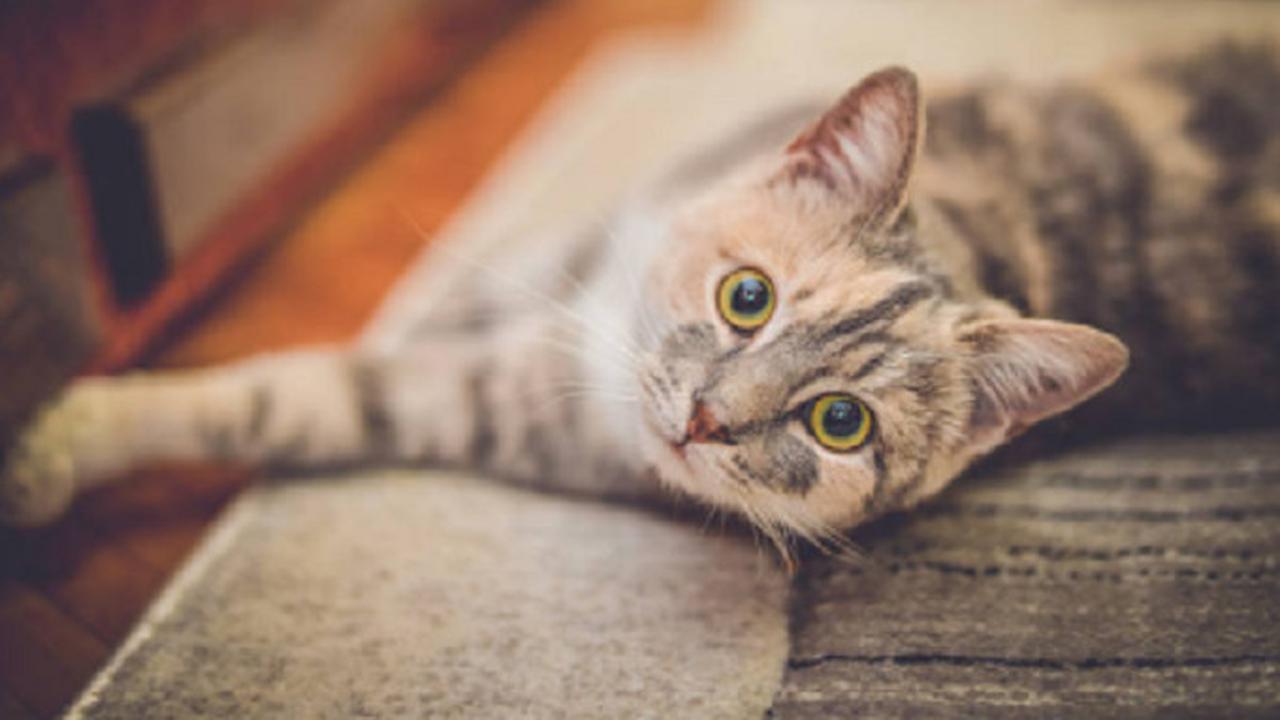 Ayam hingga Hamster, 5 Hewan Jinak Ini Ternyata Bisa Membunuh Manusia