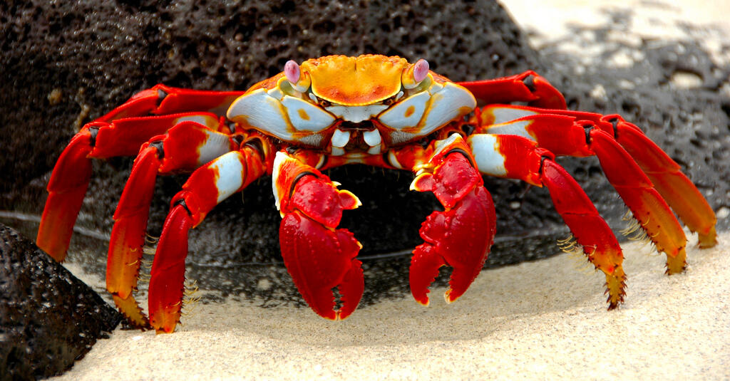 Kok Kepiting Jalannya Nyamping? Padahal Laba Laba Jalannya Kedepan. 