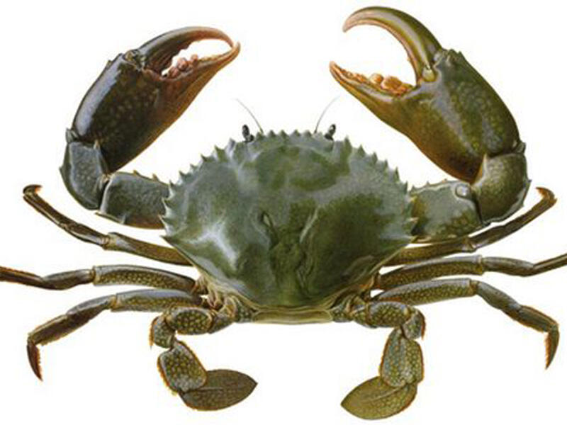 Kok Kepiting Jalannya Nyamping? Padahal Laba Laba Jalannya Kedepan. 