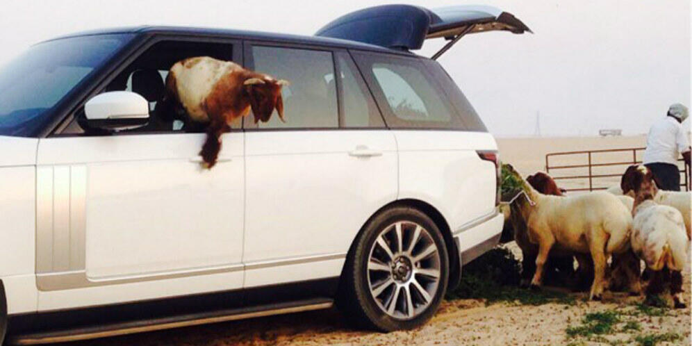 Nyeleneh Banget Gan, Mobil Range Rover Malah Dipakai Buat Tempat Makan Kambing
