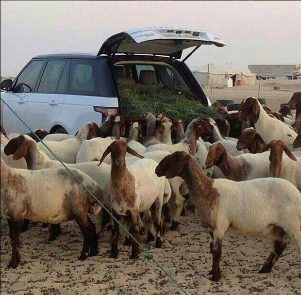 Nyeleneh Banget Gan, Mobil Range Rover Malah Dipakai Buat Tempat Makan Kambing
