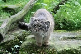 Temukan Anak Kucing?? , Sudah Besar Terkejut??