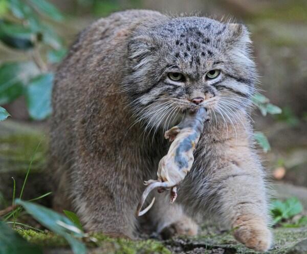 Temukan Anak Kucing?? , Sudah Besar Terkejut??