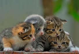 Temukan Anak Kucing?? , Sudah Besar Terkejut??