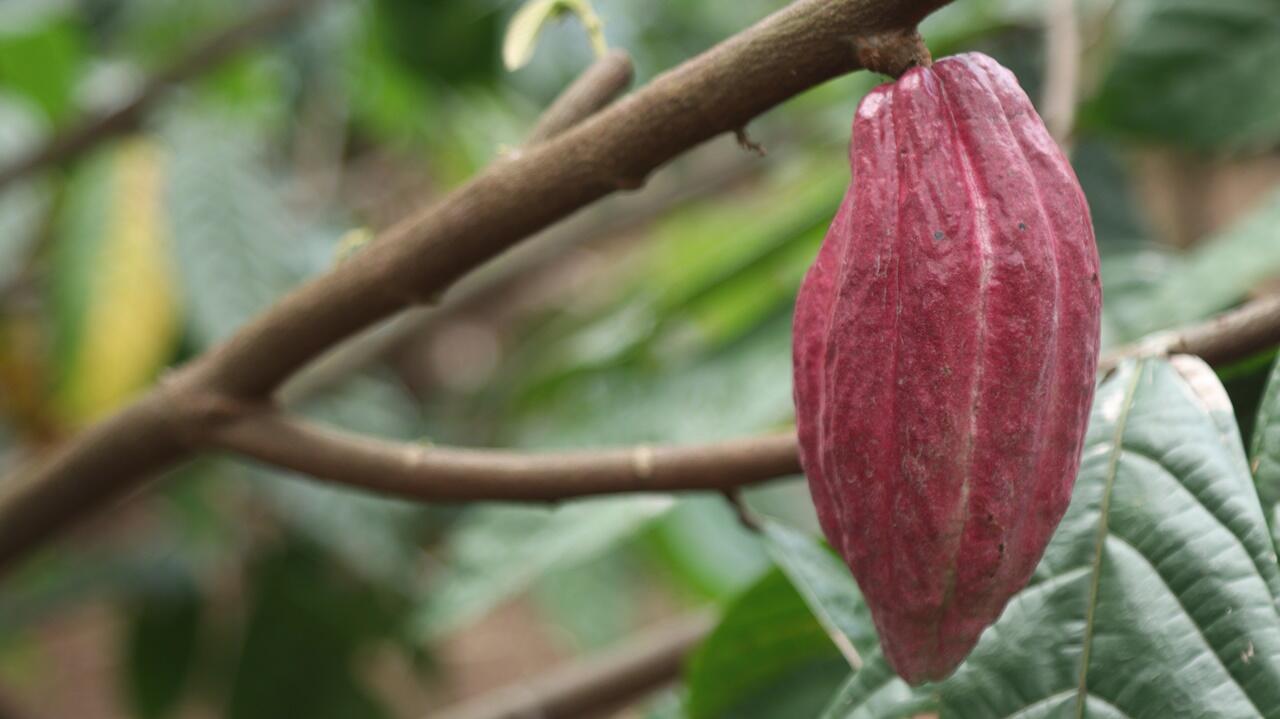 Produksi Kakao Defisit, Angka Impor Berpotensi Naik