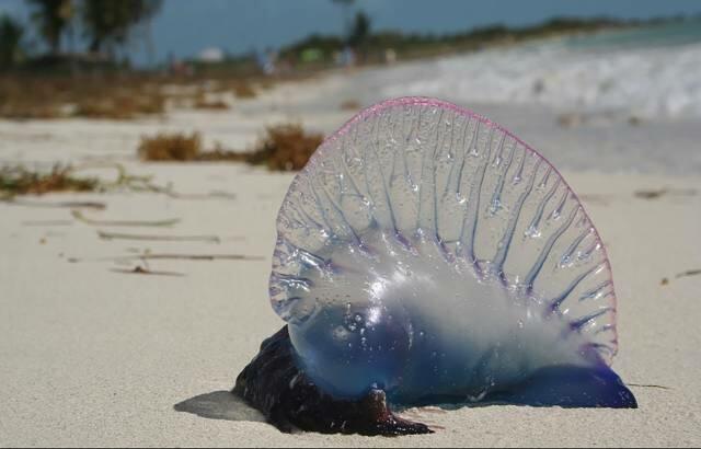 Jika Kalian Melihat Ini di Pantai, Segera Larilah Secepat Mungkin!