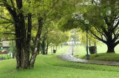 &#91;COC GL&#93; Mengenal Hutan Kota Dan Manfaat Yang Diberikannya