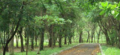 &#91;COC GL&#93; Mengenal Hutan Kota Dan Manfaat Yang Diberikannya