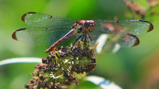 Mengenal Sang Dragonfly Yuk !!