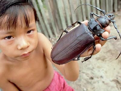 15 Spesises Serangga Terbesar di Dunia