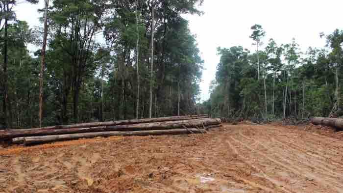 Diduga Lakukan Ilegal Logging, PT Strata Pasific Diprotes Warga
