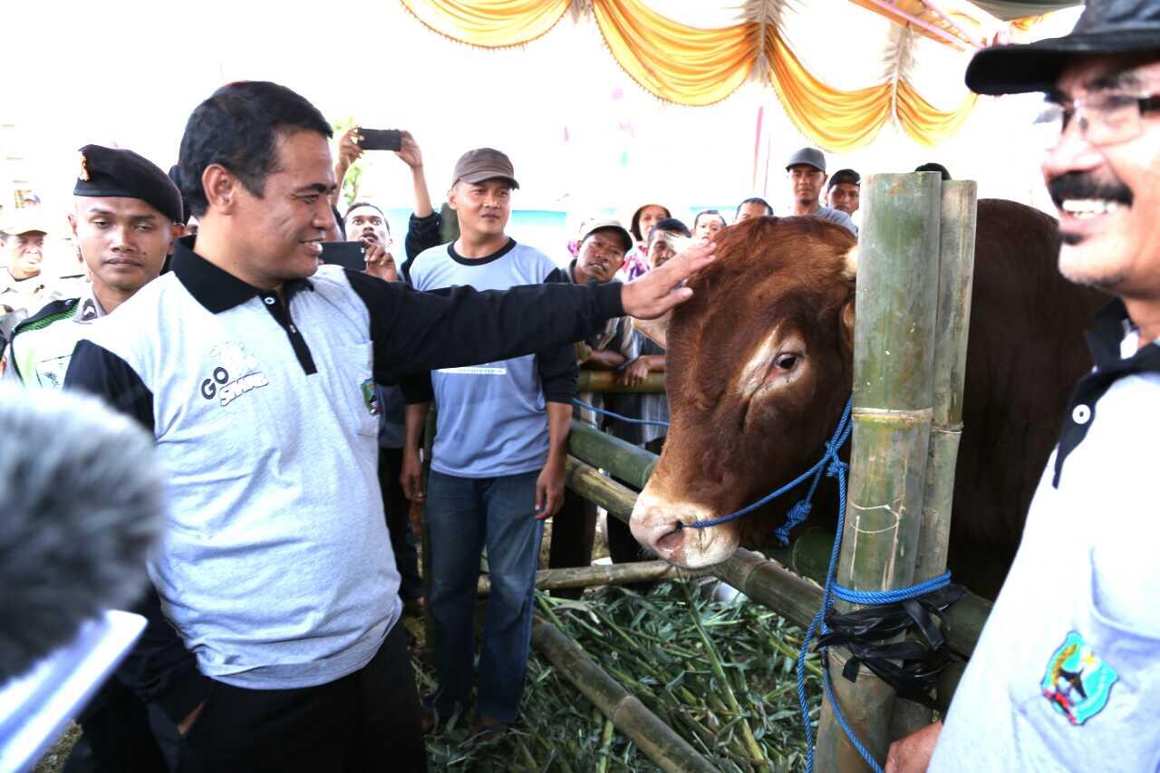 Panen Pedet di Magetan, Mentan: Tingkatkan Protein Hewani