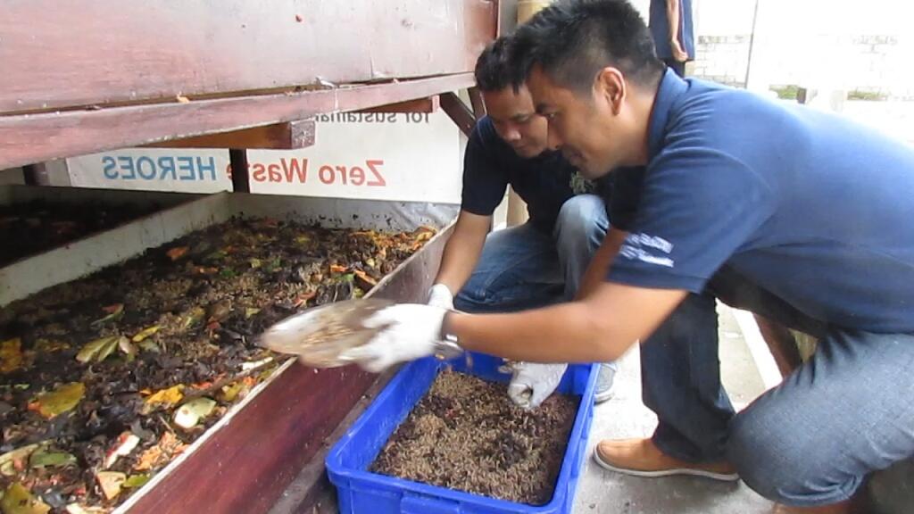 Menengok Budidaya Ulat dengan Sampah Organik di Tabanan