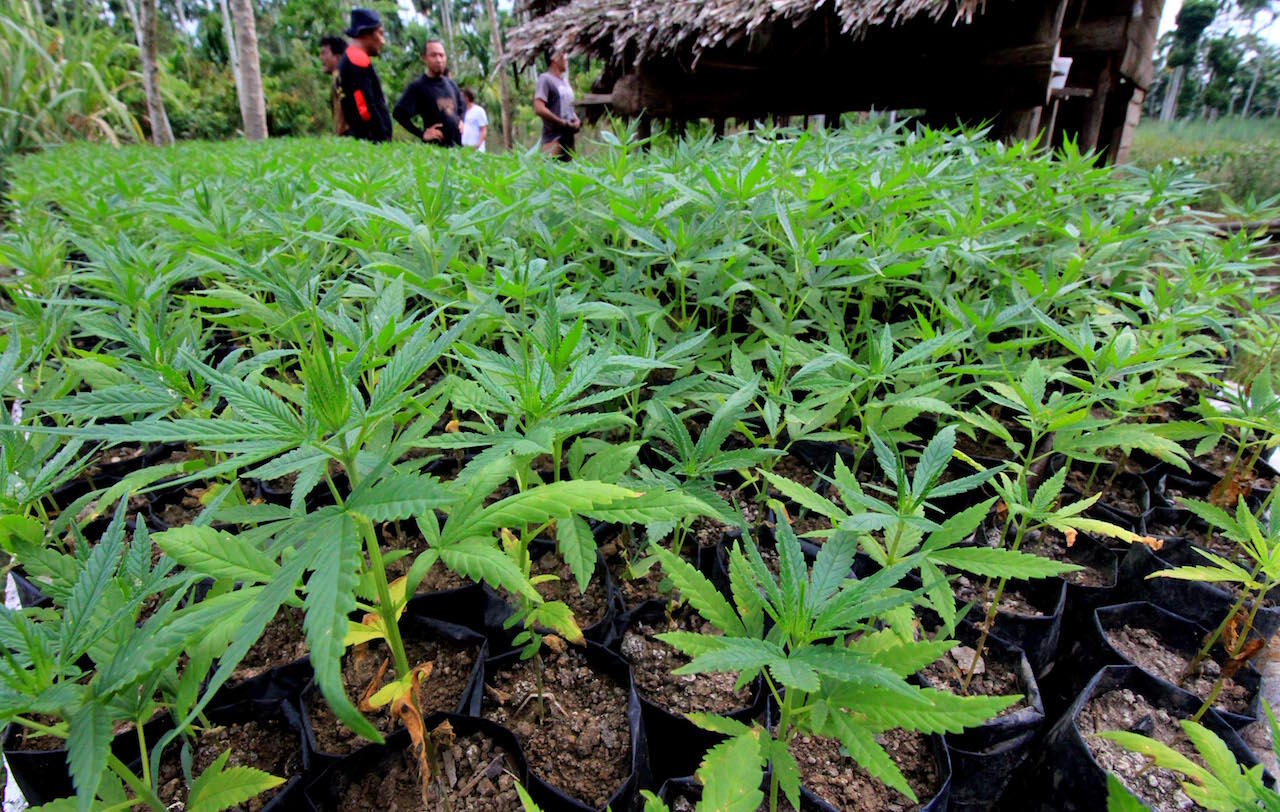 BNN Musnahkan 6 Hektare Ladang Ganja di Aceh Besar