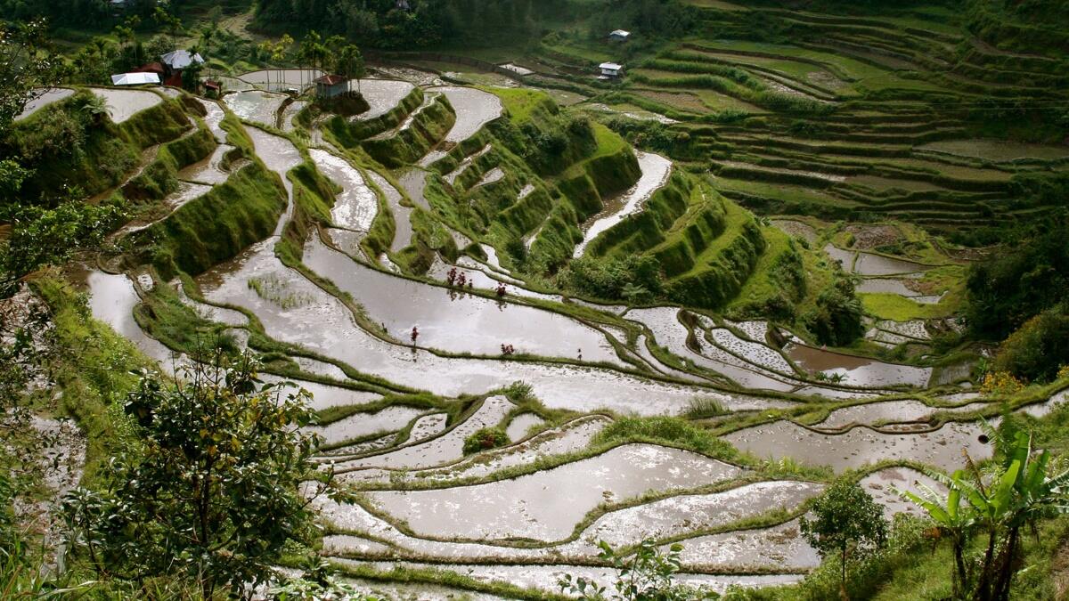 Banaue Rice Terrace, Sawah Indah yang Jadi Lokasi Syuting Avengers