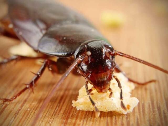 Tau Kecoak Terbang! Jangan Bunuh Hingga Isi Perutnya Keluar! Bisa Fatal!