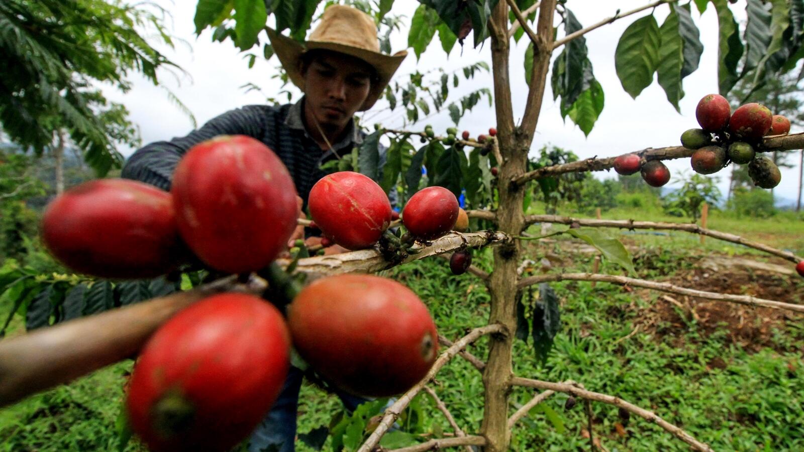Janji Airlangga Hartarto Bantu Industri Kopi Nusantara
