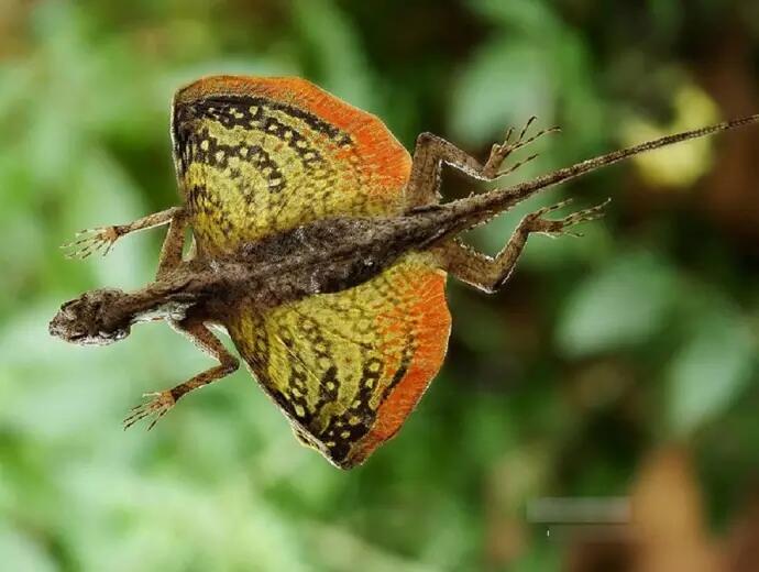 Penampakan Naga Di Dunia Nyata Mungkinkah Hewan Ini Evolusi Dari Naga