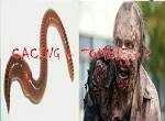Cacing "ZOMBIE" Mematikan !! Waspadalah Dari Cacing Jenis Ini Gan,Ngeri!!!!!!