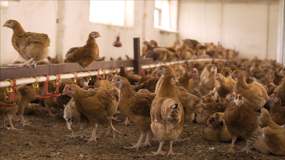 7 Tips Pembuatan Kandang Ayam Layer Agar Semakin Produktif