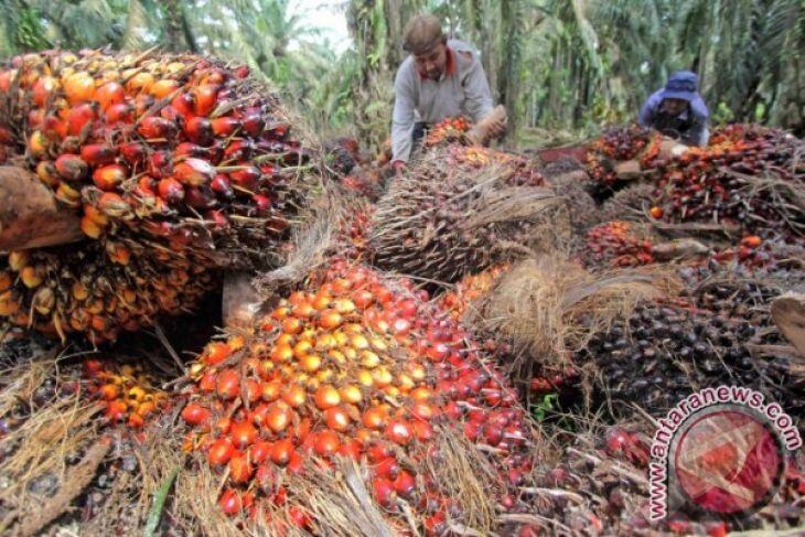 China Siap Serap 2 Juta Ton Sawit Indonesia