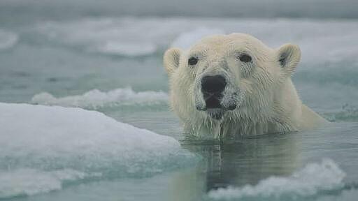 &#91;COC GL&#93; Polar Bear Di Ambang Kepunahan, Ilmuwan Pun Bertindak