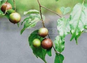 Tanaman buah langka di mekarsari bogor