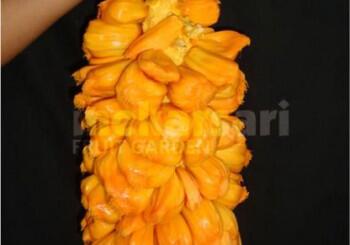 Tanaman buah langka di mekarsari bogor