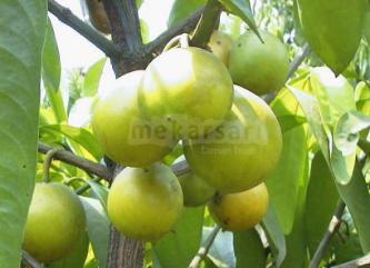 Tanaman buah langka di mekarsari bogor