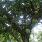 Tanaman buah langka di mekarsari bogor