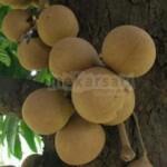 Tanaman buah langka di mekarsari bogor