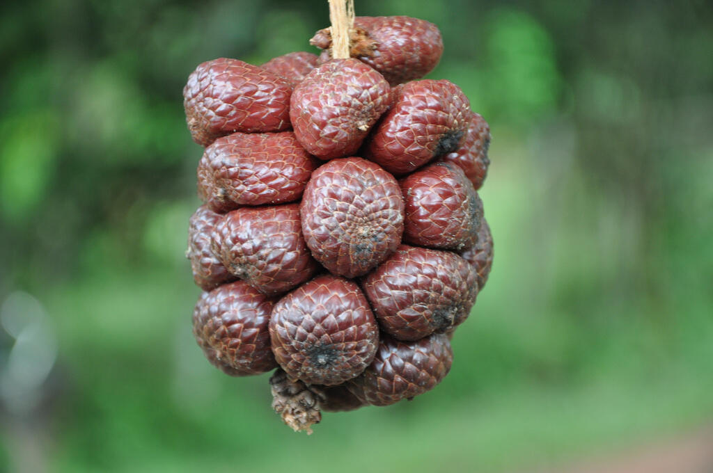 5 Tanaman Buah  Langka di Indonesia  Bahkan Ada yang 