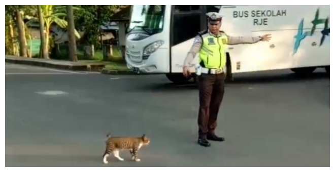 Netizen puji polisi di Muba bantu kucing menyeberang jalan raya